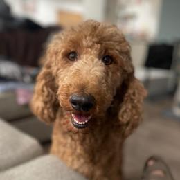 Myra - Poodle