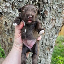 Girl 1 - Liver female Miniature Schnauzer puppy in Lake Charles, Louisiana from Du Lac Miniature Schnauzers