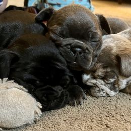 French Bulldog Puppies from Rodzina French Bulldogs