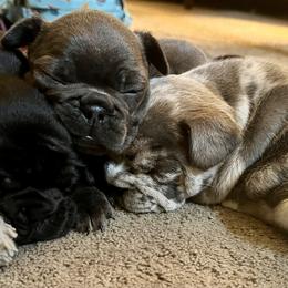 French Bulldog Puppies from Rodzina French Bulldogs