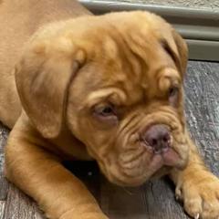 Dogues de Bordeaux from Bigdawgzmastiff