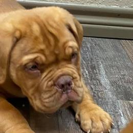 Dogues de Bordeaux from Bigdawgzmastiff