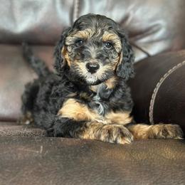 Tucker - Black phantom male Aussiedoodle puppy in Lancaster, Minnesota from Finney Ranch