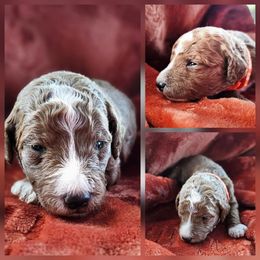 Slinky - Apricot male Goldendoodle puppy in Harris County, Texas from Cute & Curly Doodles