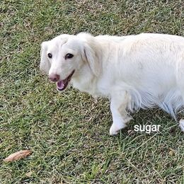 Sugar - Dachshund