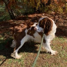 Chloe - English Springer Spaniel