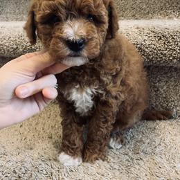 Goldendoodle Puppies from Martin’s Doodles