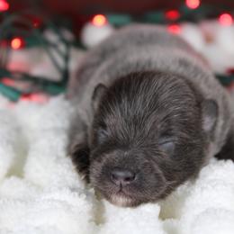 AKC Coal - Blue and tan male Pomeranian puppy in Albany, Indiana from Hatz Off Puppies