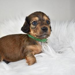 Tiny - Red male Dachshund puppy in Seminary, Mississippi from Down South Mavericks Dachshunds