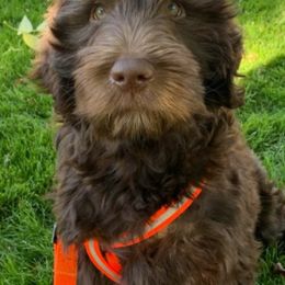 Bernedoodles, Cavapoos, Double Doodles, and Goldendoodles from Mountain Bridge Doodles