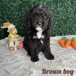 Brown boy - Black male Bernedoodle puppy in Modesto, California from Two Doods Doodles