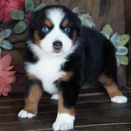 Caddy BTF Darkest Copper Blue Eyes - Black tri female Miniature Australian Shepherd puppy in Lawton, Oklahoma from Lindsey’s Aussies
