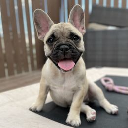 Biscuit - French Bulldog puppy in Utah from A Cute Pair of Frenchies