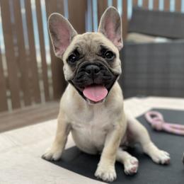 Biscuit - French Bulldog puppy in Utah from A Cute Pair of Frenchies