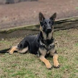 Maleva - German Shepherd