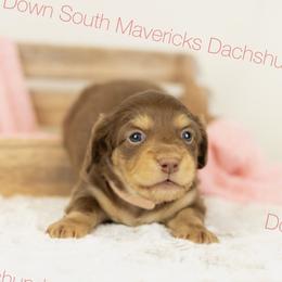 Choc and cream girl 2 - Chocolate and cream female Dachshund puppy in Seminary, Mississippi from Down South Mavericks Dachshunds