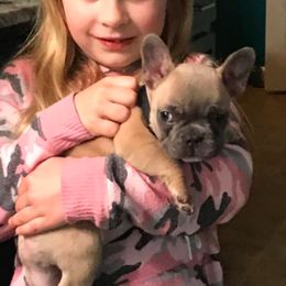 French Bulldog Puppies from Bourbon Trail Frenchies