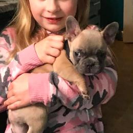 French Bulldog Puppies from Bourbon Trail Frenchies