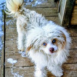 Sky - Chinese Crested