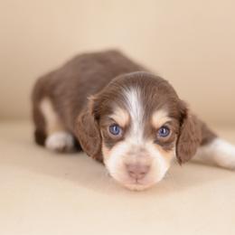 Roswell -- FULL AKC Cream - Chocolate and cream male Dachshund puppy in Neosho, Missouri from A Walk In The Park