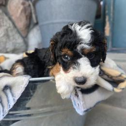 Lucas - Tri-color male Bernedoodle puppy in Blackfoot, Idaho from Draper Mountain Doodles