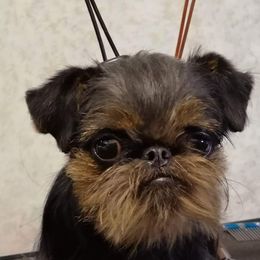 Rita - Brussels Griffon
