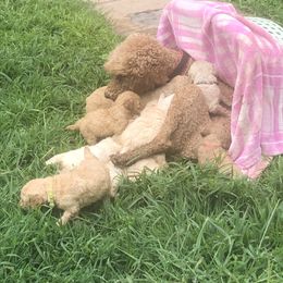 Poodle Puppies from Hidden Treasures Farm LLC