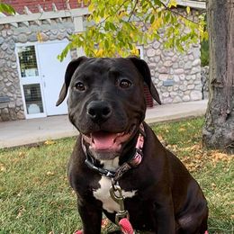 American Bullies from M.D.T.C