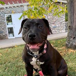 American Bullies from M.D.T.C