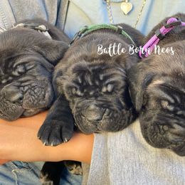 Neapolitan Mastiff Puppies from Battle Born Neos