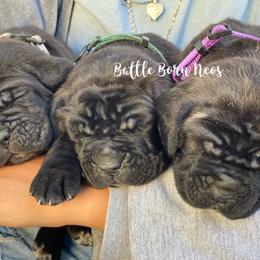 Neapolitan Mastiff Puppies from Battle Born Neos