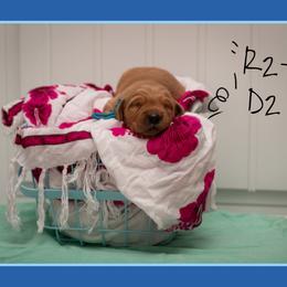 R2D2 - Dark golden male Golden Retriever puppy in Driggs, Idaho from SK Golden Retrievers