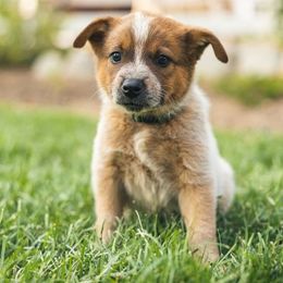 Australian Cattle Dog Puppies from Christensen Heelers