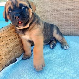 Cane Corso Puppies from Willow’s Meadow