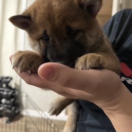 Shiba Inu Puppies from Shiba Co.