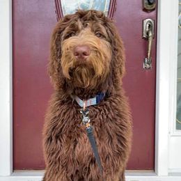 Labradoodles from C M Cake