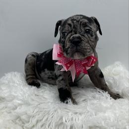 Chica - Black and white female Olde English Bulldogge puppy in Camdenton, Missouri from Mule Pool Olde English Bulldogges