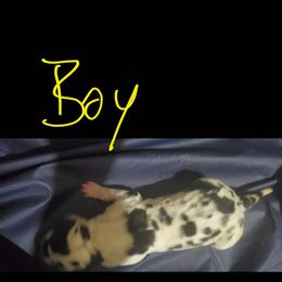 Great Dane Puppies from Titans Legacy Danes