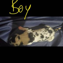Great Dane Puppies from Titans Legacy Danes