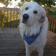Great Pyrenees from Abiega Great Pyrenees