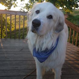 Great Pyrenees from Abiega Great Pyrenees