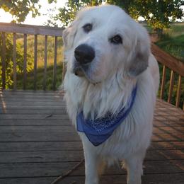 Great Pyrenees from Abiega Great Pyrenees