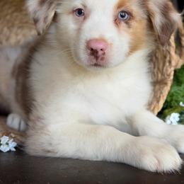 Auggie-has tail-many videos - Red merle male Australian Shepherd puppy in Troy, South Carolina from Australian Shepherds of 3/W Farms