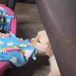 Kiara Girl 3 - Golden female Golden Retriever puppy in Niles, Michigan from Christiana Creek Goldens