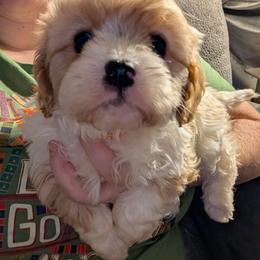Beau - Blenheim male Cavapoo puppy in Tucson, Arizona from Ever After Doodles Arizona