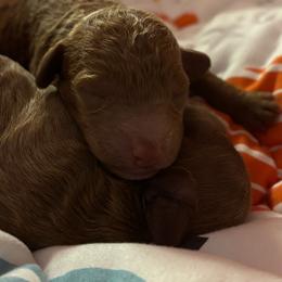 Shepherd - Red  male Goldendoodle puppy in Lillington, North Carolina from Peace, Love, and Puppies at the Creek