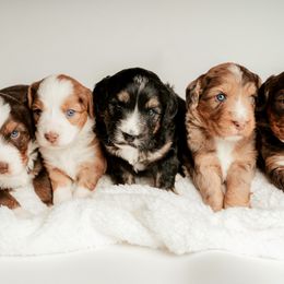 Aussiedoodle Puppies from Sassy Pants Pups