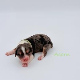Acorn - Blue merle female Aussiedoodle puppy in Cartersville, Georgia from Simply Blessed Doodles