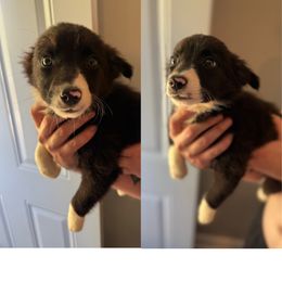 Girl 2 - Black and white female Border Collie puppy in Asheboro, North Carolina from Coble Kennels