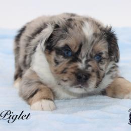 Piglet - Blue merle male Miniature Australian Shepherd puppy in Weeki Wachee, Florida from Arlington's Mini Aussies